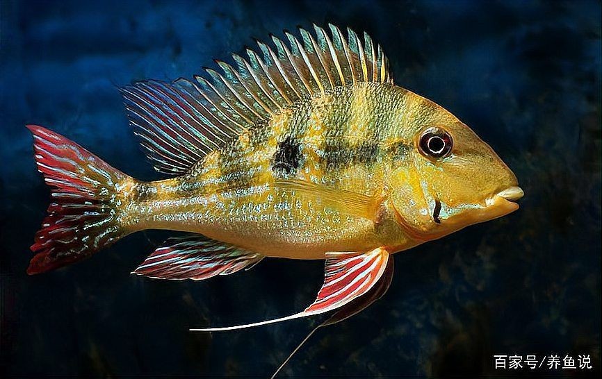 關刀魚能和什么魚混養 關刀魚能和什么魚混養 全國水族館企業名錄 第2張