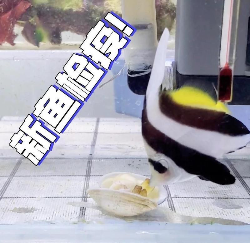 關刀魚能和什么魚混養 關刀魚能和什么魚混養 全國水族館企業名錄 第6張