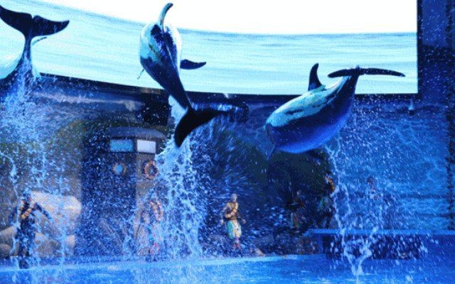 商丘水族館，商丘水族館