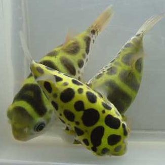 河豚淡水潛水艇魚，淡水觀賞魚河豚潛水艇魚活體