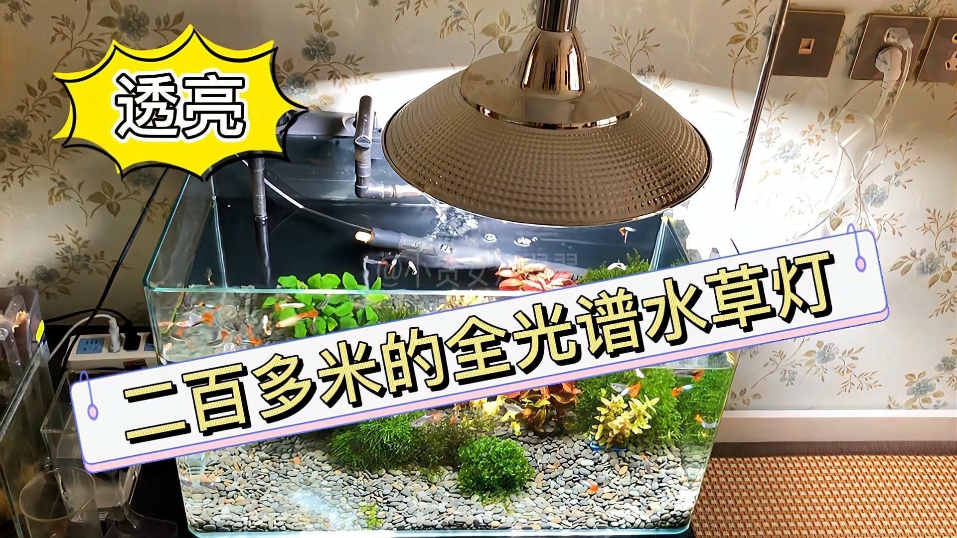 吉印全光譜水草燈怎么樣，實測分享吉印全光譜水草燈種植效果