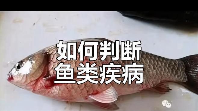 怎么判斷魚是否充血了，一招教你快速判斷