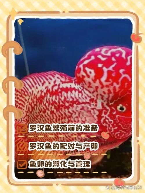 古典羅漢魚成長過程圖，揭秘古典羅漢魚成長全過程，從幼態到成體的蛻變