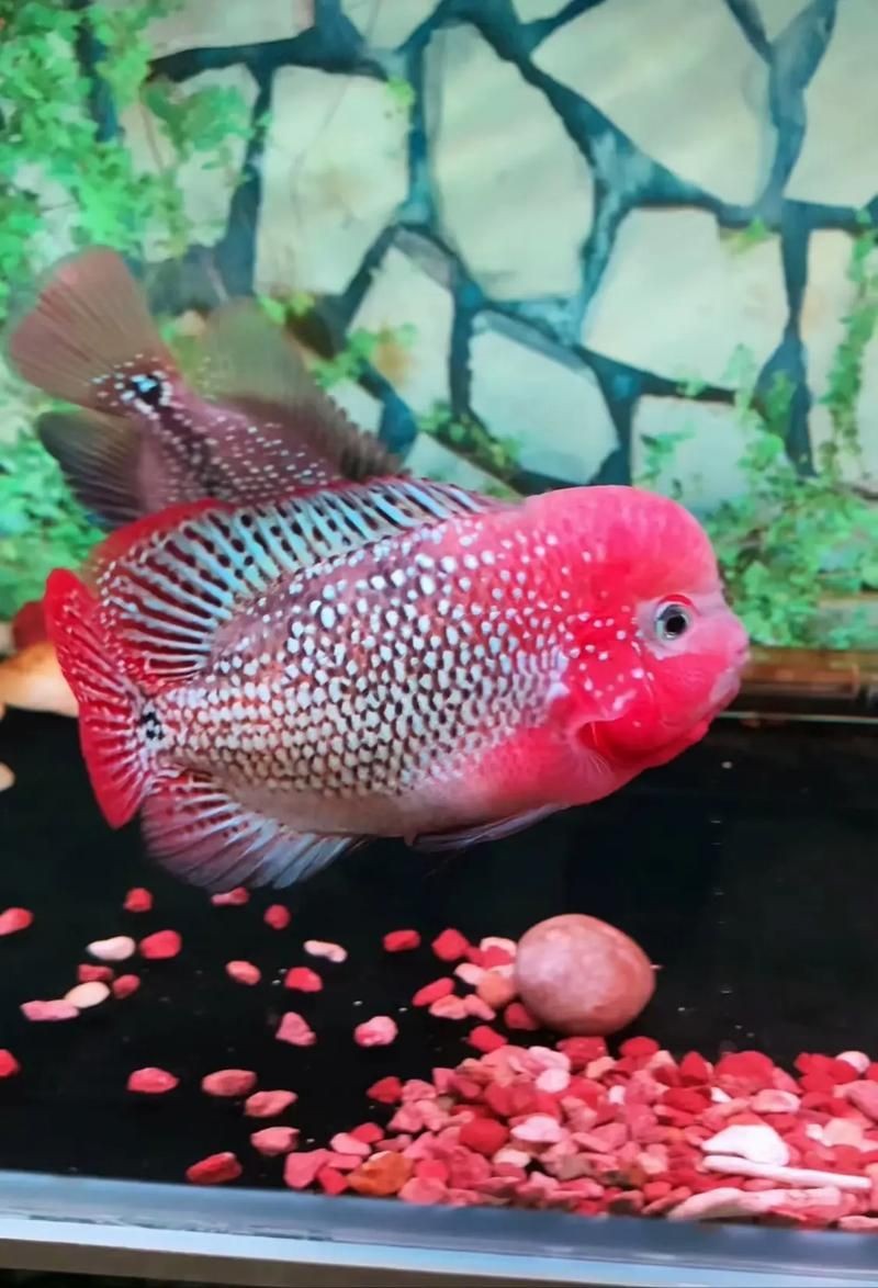 古典羅漢魚成長過程圖，揭秘古典羅漢魚成長全過程，從幼態到成體的蛻變