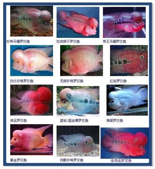 古典羅漢魚成長過程圖，揭秘古典羅漢魚成長全過程，從幼態到成體的蛻變