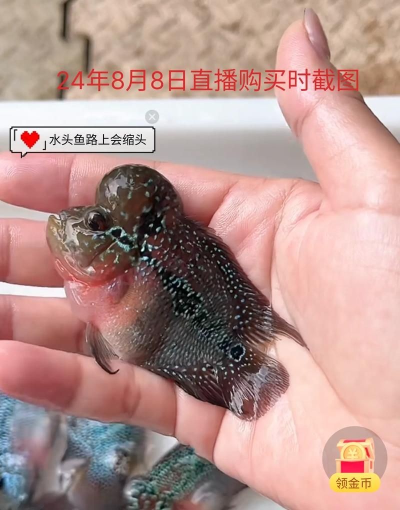 古典羅漢魚成長過程圖，揭秘古典羅漢魚成長全過程，從幼態到成體的蛻變
