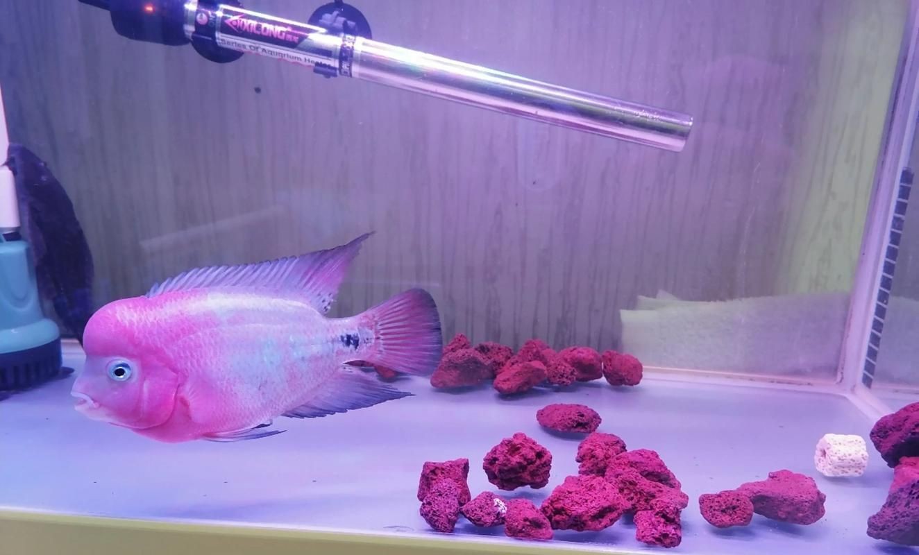 古典羅漢魚成長過程圖，揭秘古典羅漢魚成長全過程，從幼態到成體的蛻變