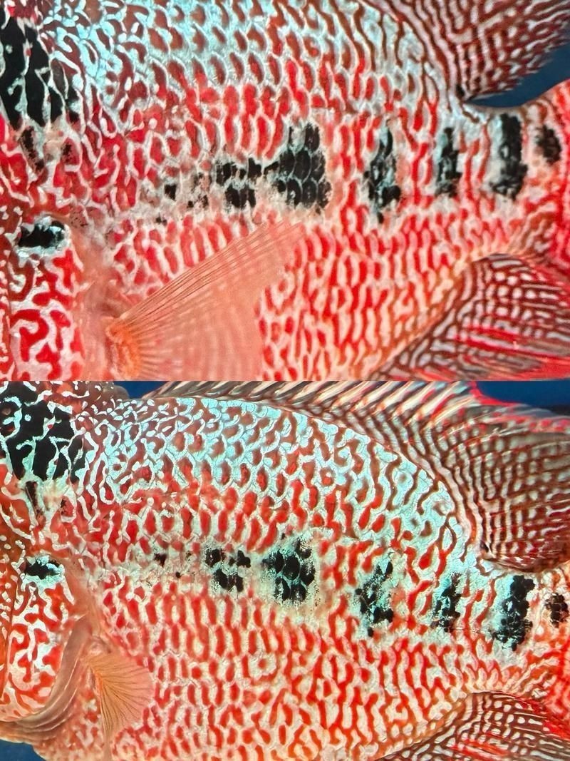 古典羅漢魚成長過程圖，揭秘古典羅漢魚成長全過程，從幼態到成體的蛻變