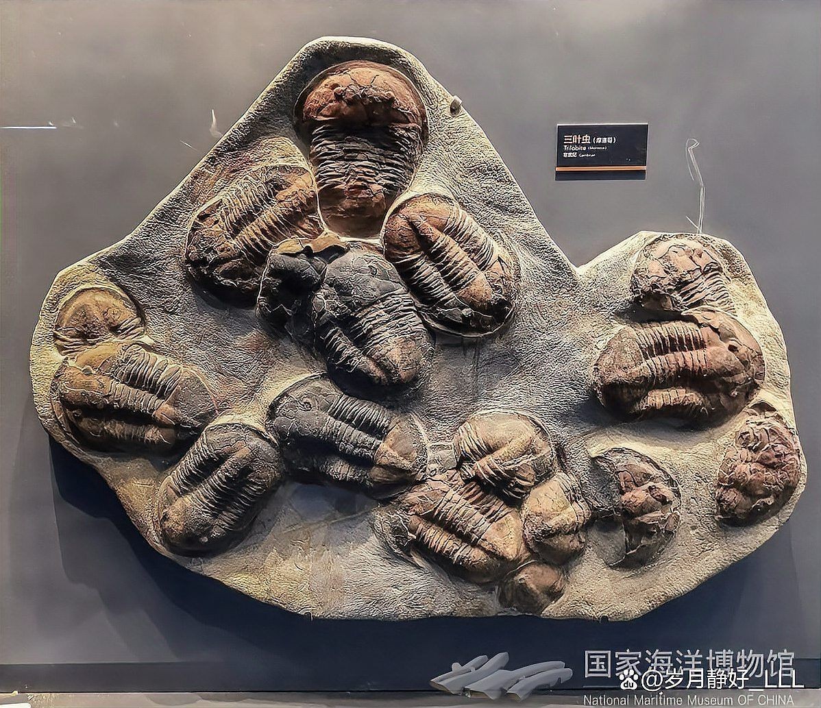 國家海洋博物館講解，探秘蔚藍世界，國家