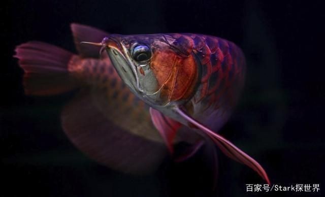 最貴的紅龍魚2億一條，驚爆！全球最貴紅龍魚天價成交，單