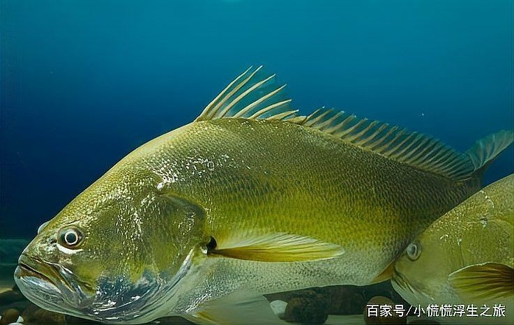 最貴的紅龍魚2億一條，驚爆！全球最貴紅龍魚天價成交，單