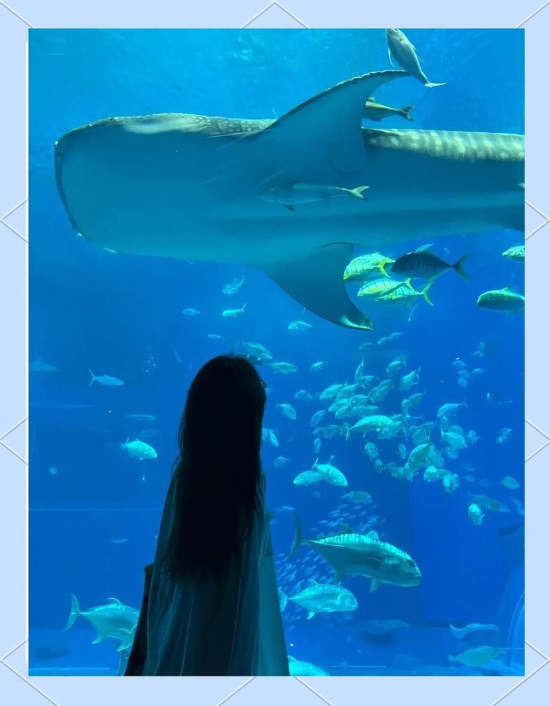 烏蘭察布水族店，烏蘭察布人氣爆棚的水族店，開啟你的水下奇幻之旅！ 烏蘭察布水族店，烏蘭察布人氣爆棚的水族店，開啟你的水下奇幻之旅！ 全國水族館企業名錄 第4張