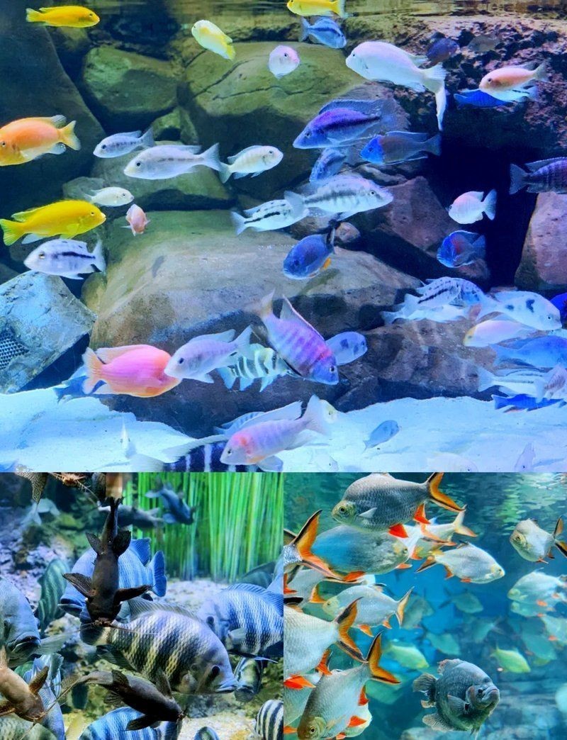 烏蘭察布水族店，烏蘭察布人氣爆棚的水族店，開啟你的水下奇幻之旅！ 烏蘭察布水族店，烏蘭察布人氣爆棚的水族店，開啟你的水下奇幻之旅！ 全國水族館企業名錄 第2張