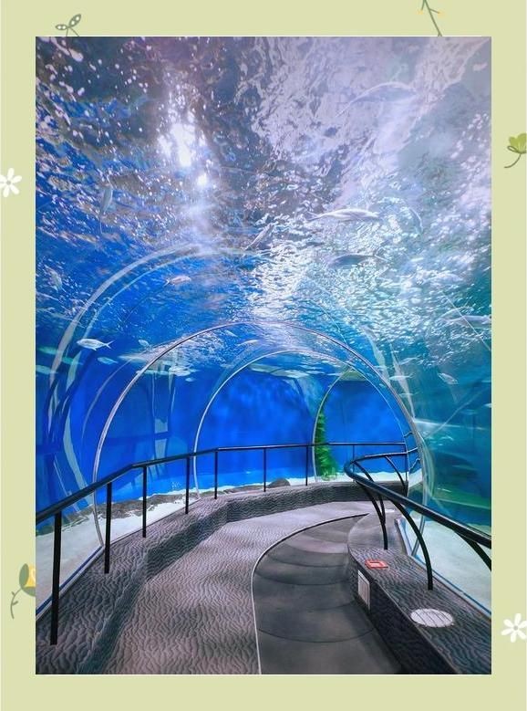 烏蘭察布水族店，烏蘭察布人氣爆棚的水族店，開啟你的水下奇幻之旅！ 烏蘭察布水族店，烏蘭察布人氣爆棚的水族店，開啟你的水下奇幻之旅！ 全國水族館企業名錄 第6張