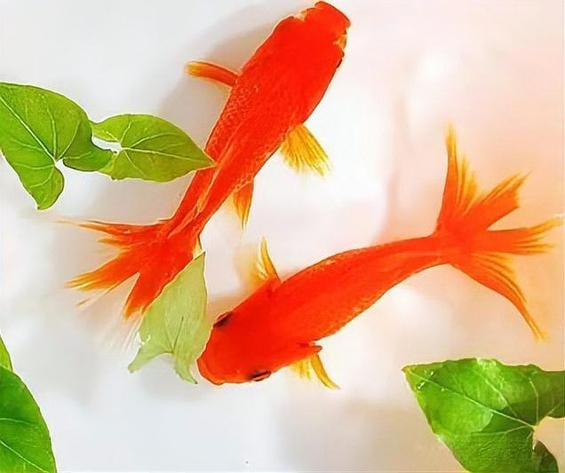 家里養什么水族比較好，新手必看！最適合家庭飼養