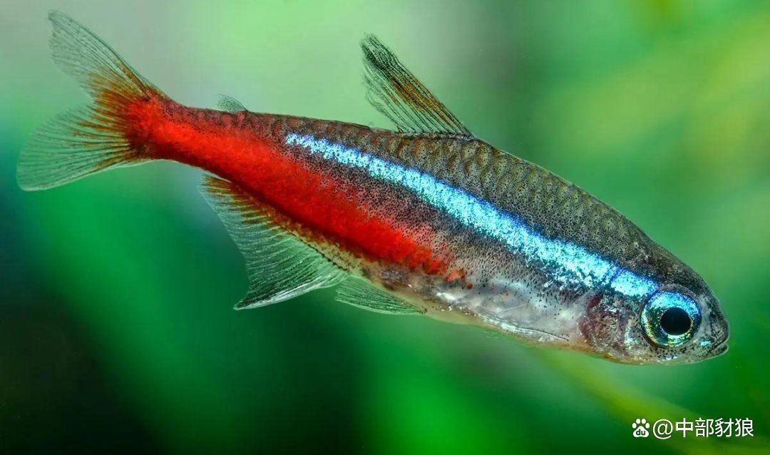 家里養什么水族比較好，新手必看！最適合家庭飼養