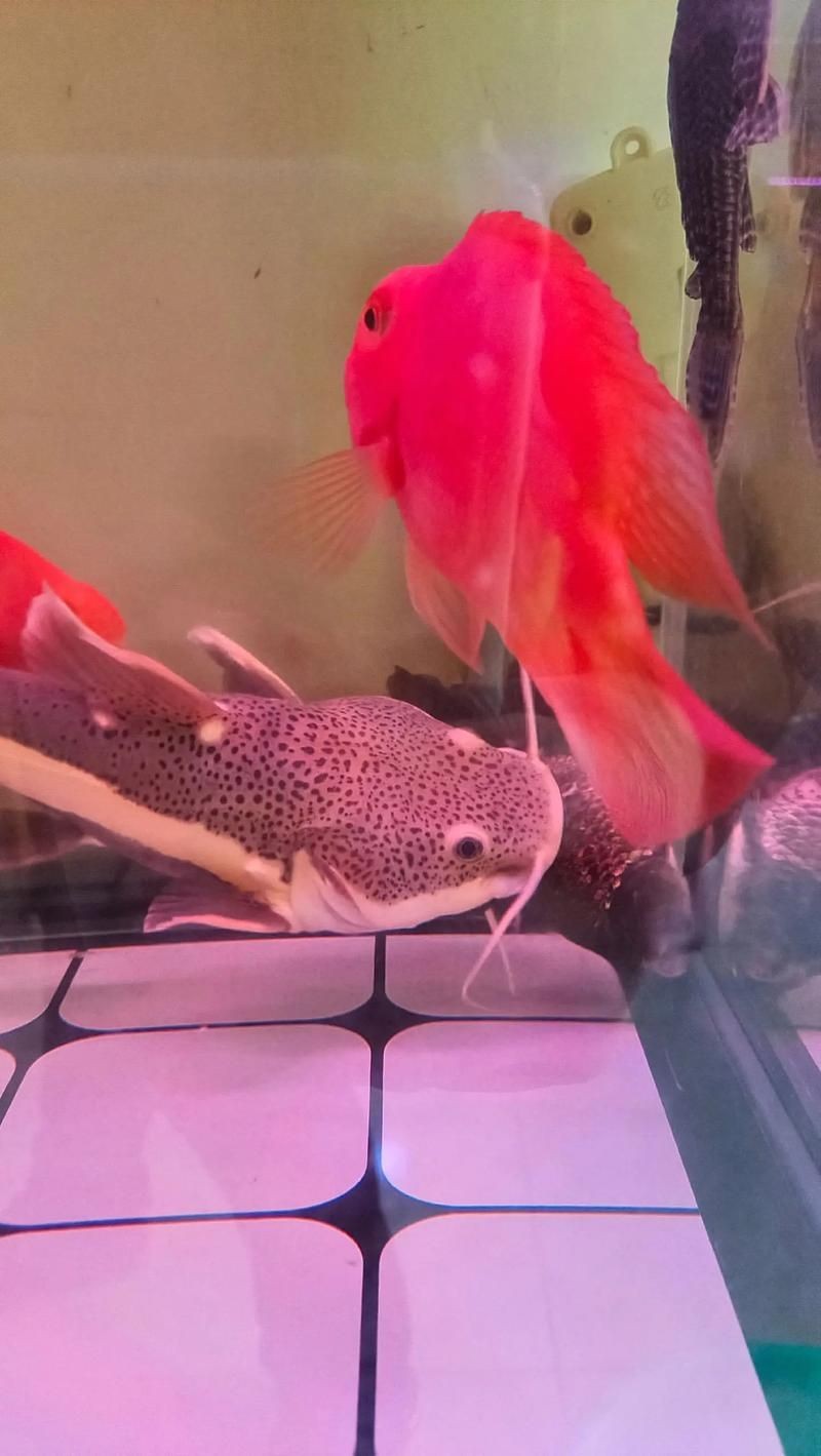 招財(cái)貓魚混養(yǎng)最佳搭配圖，招財(cái)貓魚混養(yǎng)黃金搭檔，熱門觀賞魚科學(xué)配比高清
