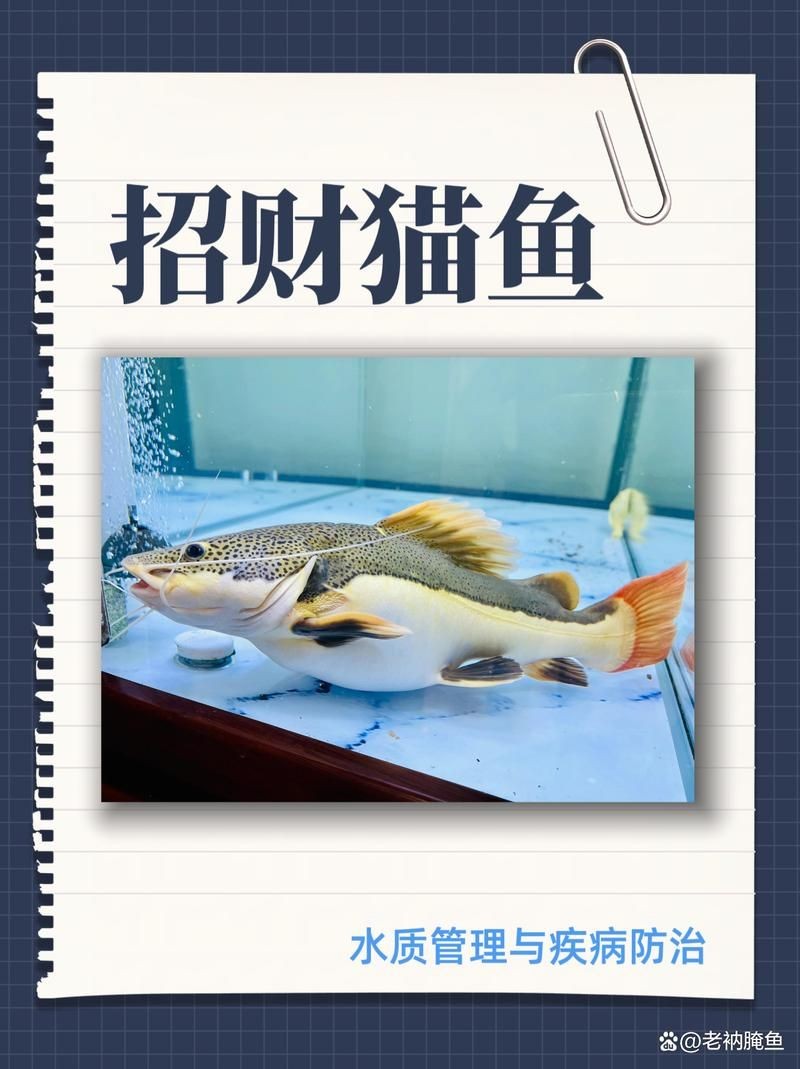 招財(cái)貓魚混養(yǎng)最佳搭配圖，招財(cái)貓魚混養(yǎng)黃金搭檔，熱門觀賞魚科學(xué)配比高清