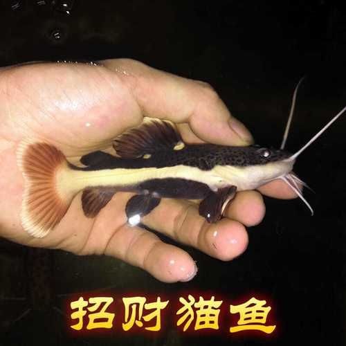 招財(cái)貓魚混養(yǎng)最佳搭配圖，招財(cái)貓魚混養(yǎng)黃金搭檔，熱門觀賞魚科學(xué)配比高清