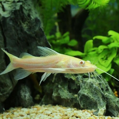 招財(cái)貓魚混養(yǎng)最佳搭配圖，招財(cái)貓魚混養(yǎng)黃金搭檔，熱門觀賞魚科學(xué)配比高清