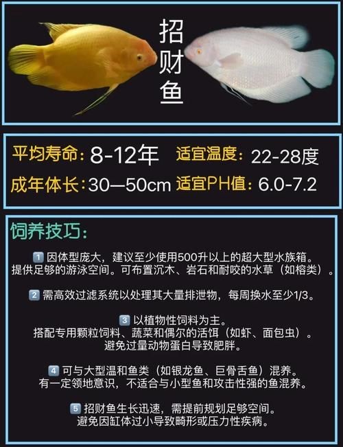 招財(cái)貓魚混養(yǎng)最佳搭配圖，招財(cái)貓魚混養(yǎng)黃金搭檔，熱門觀賞魚科學(xué)配比高清