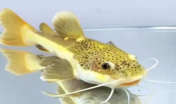 招財(cái)貓魚混養(yǎng)最佳搭配圖，招財(cái)貓魚混養(yǎng)黃金搭檔，熱門觀賞魚科學(xué)配比高清