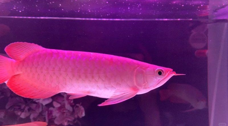 紅龍還是金頭過背好，紅龍魚VS金頭過背金龍，新手該如何抉擇？