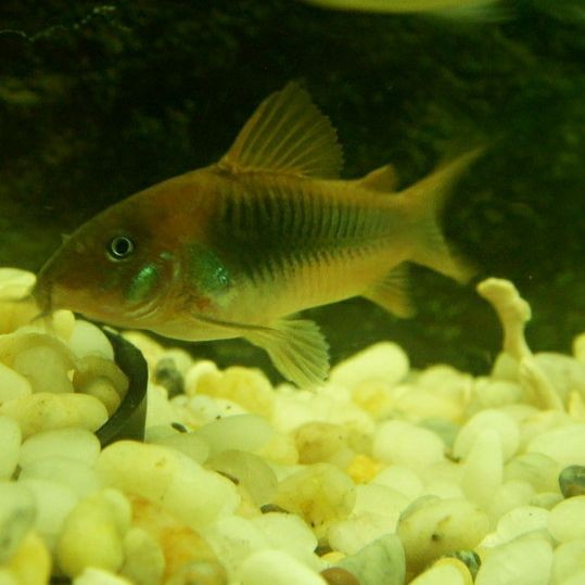 咖啡鼠魚最怕三個東西，揭秘咖啡鼠魚最懼怕的三大克星