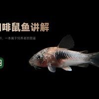 咖啡鼠魚最怕三個東西，揭秘咖啡鼠魚最懼怕的三大克星