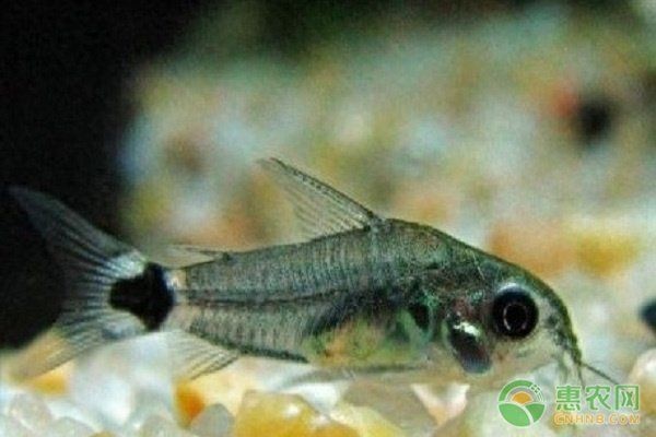 咖啡鼠魚最怕三個東西，揭秘咖啡鼠魚最懼怕的三大克星
