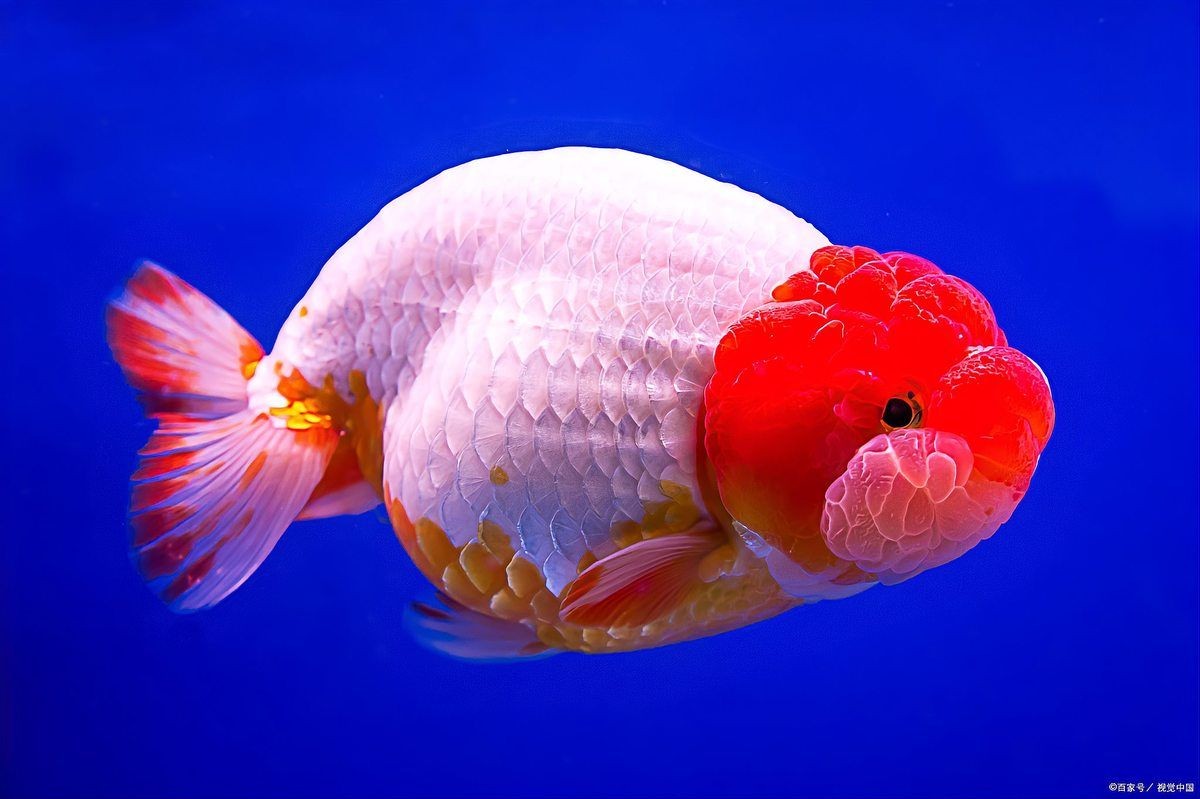 號半龍魚認(rèn)主人的表現(xiàn),半龍魚認(rèn)主有哪些明顯表現(xiàn)?這些細(xì)節(jié) 全國水族館企業(yè)名錄 第5張 號半龍魚認(rèn)主人的表現(xiàn),半龍魚認(rèn)主有哪些明顯表現(xiàn)?這些細(xì)節(jié) 號半龍魚認(rèn)主人的表現(xiàn),半龍魚認(rèn)主有哪些明顯表現(xiàn)?這些細(xì)節(jié) 全國水族館企業(yè)名錄 第5張