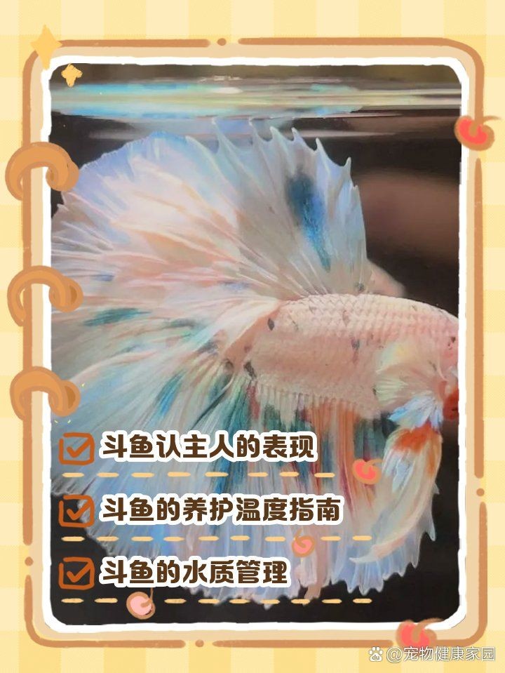 號半龍魚認(rèn)主人的表現(xiàn),半龍魚認(rèn)主有哪些明顯表現(xiàn)?這些細(xì)節(jié) 全國水族館企業(yè)名錄 第9張 號半龍魚認(rèn)主人的表現(xiàn),半龍魚認(rèn)主有哪些明顯表現(xiàn)?這些細(xì)節(jié) 號半龍魚認(rèn)主人的表現(xiàn),半龍魚認(rèn)主有哪些明顯表現(xiàn)?這些細(xì)節(jié) 全國水族館企業(yè)名錄 第9張