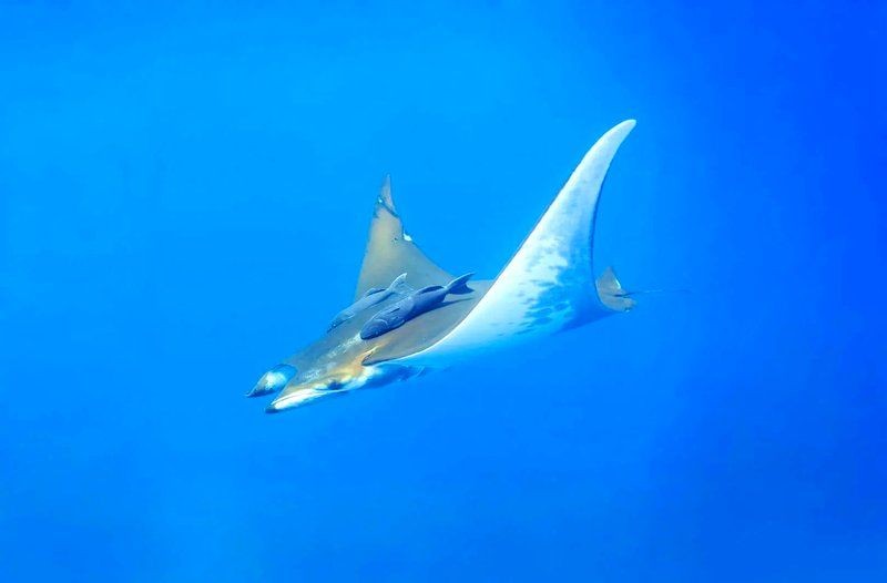 海洋生物蝠鲼怎么讀，蝠鲼正確讀音解析，這種神奇海洋生物的名字該怎么念