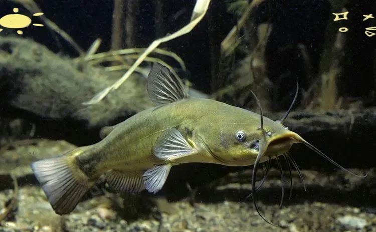 十大風水魚排名，十大吉祥招財風水