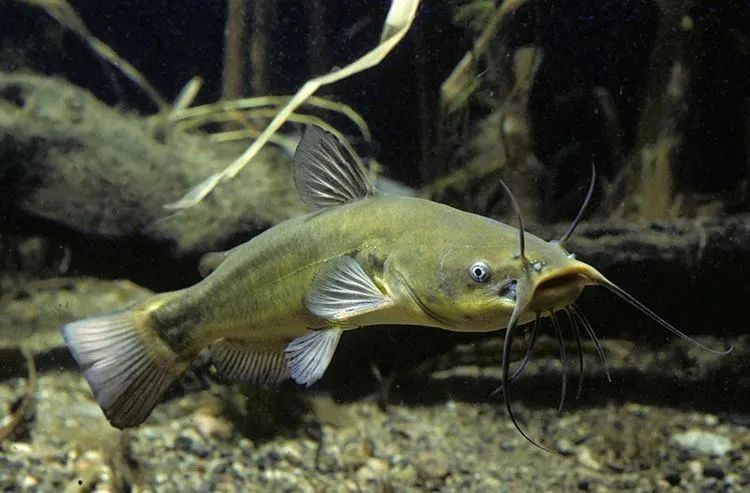 十大風水魚排名，十大吉祥招財風水