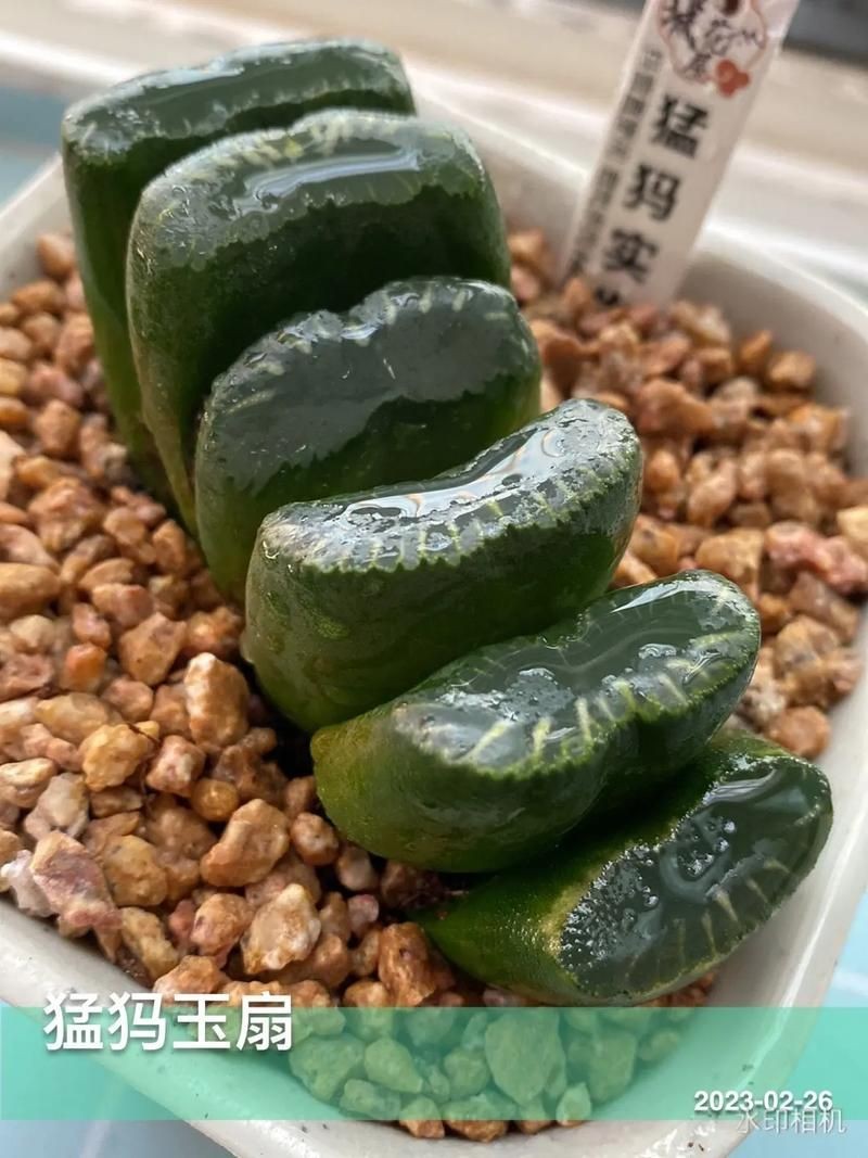 古風玉扇圖片,唯美古風玉扇高清圖片,執扇展雅韻,墨染千年風 全國水族館企業名錄 第6張 古風玉扇圖片,唯美古風玉扇高清圖片,執扇展雅韻,墨染千年風 古風玉扇圖片,唯美古風玉扇高清圖片,執扇展雅韻,墨染千年風 全國水族館企業名錄 第6張