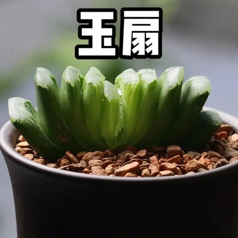 古風玉扇圖片,唯美古風玉扇高清圖片,執扇展雅韻,墨染千年風 全國水族館企業名錄 第5張 古風玉扇圖片,唯美古風玉扇高清圖片,執扇展雅韻,墨染千年風 古風玉扇圖片,唯美古風玉扇高清圖片,執扇展雅韻,墨染千年風 全國水族館企業名錄 第5張