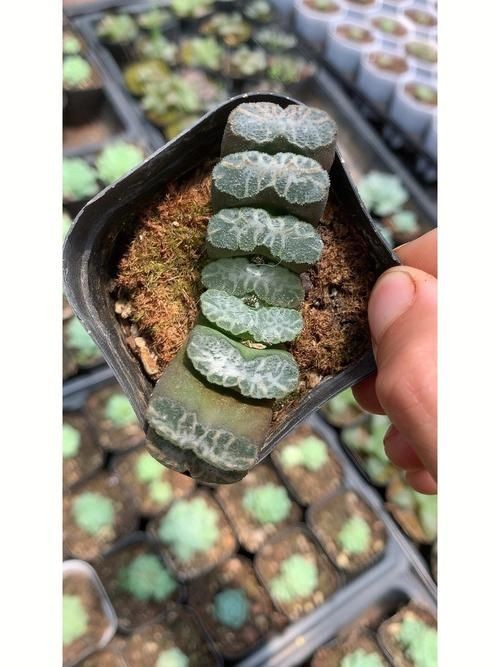古風玉扇圖片,唯美古風玉扇高清圖片,執扇展雅韻,墨染千年風 全國水族館企業名錄 第10張 古風玉扇圖片,唯美古風玉扇高清圖片,執扇展雅韻,墨染千年風 古風玉扇圖片,唯美古風玉扇高清圖片,執扇展雅韻,墨染千年風 全國水族館企業名錄 第10張
