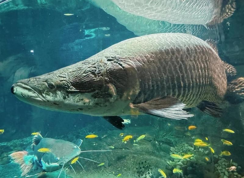 嘉興水族館，探秘嘉興水族館，解鎖海底奇觀與