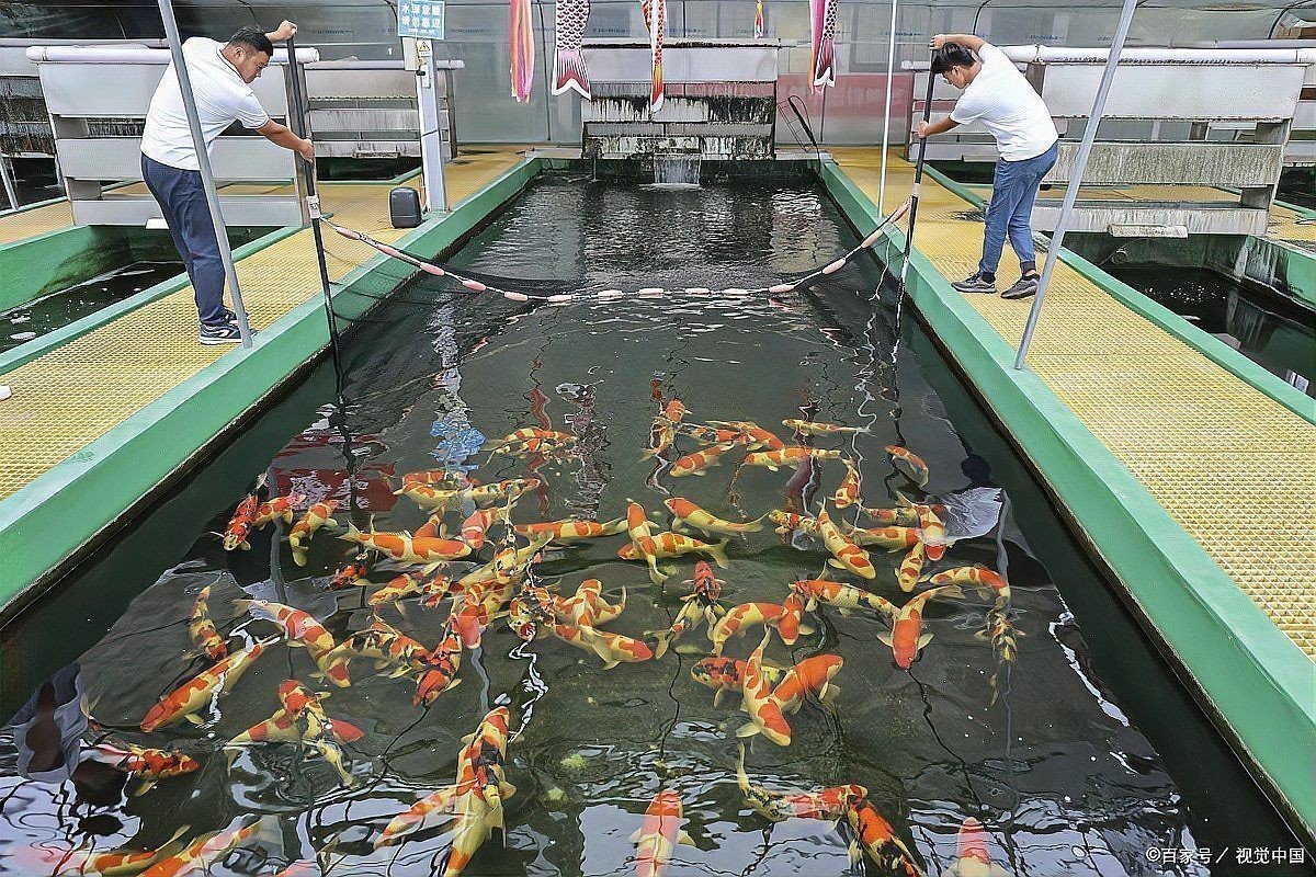 龍魚的顏色搭配方法，祥龍魚混養的魚種知識，龍魚混養的顏色搭配知識，冷暖搭配