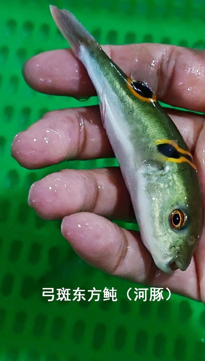 廣東淡水魚種類大全，廣東本土淡水魚全收錄，常見