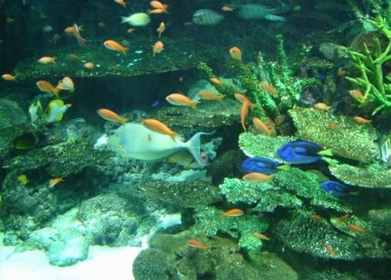 臨潼水族店，臨潼人氣水族店精品魚缸定制+熱帶魚 臨潼水族店，臨潼人氣水族店精品魚缸定制+熱帶魚 全國水族館企業(yè)名錄 第13張