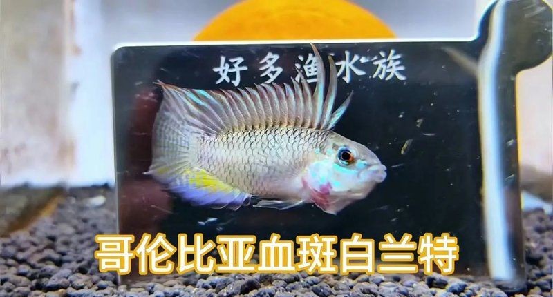 哥倫比亞巨暴魚好養嗎，哥倫比亞巨暴魚飼養全解析，適合新手的熱帶