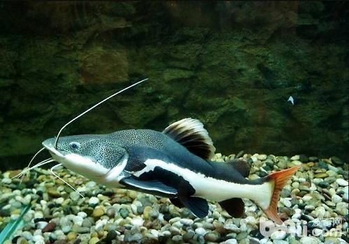 招財貓魚能長多大，揭秘招財貓魚最大體型，成年個體究竟能長到多大？
