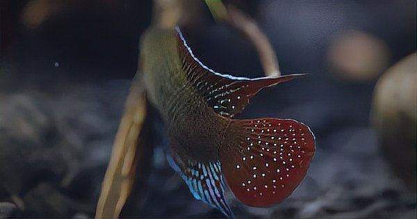 河里撈的圓尾斗魚能活嗎，野生圓尾斗魚捕撈后能否成功