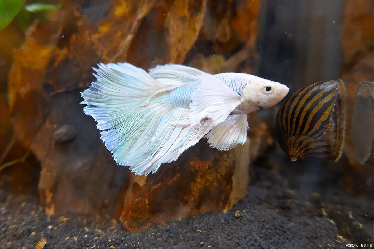 河里撈的圓尾斗魚能活嗎，野生圓尾斗魚捕撈后能否成功