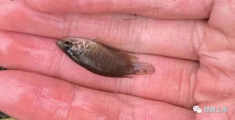 河里撈的圓尾斗魚能活嗎，野生圓尾斗魚捕撈后能否成功
