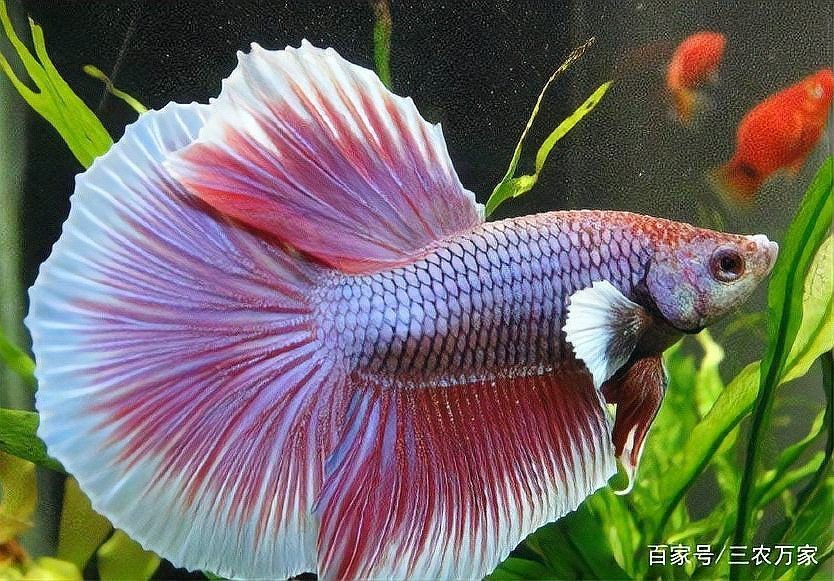河里撈的圓尾斗魚能活嗎，野生圓尾斗魚捕撈后能否成功