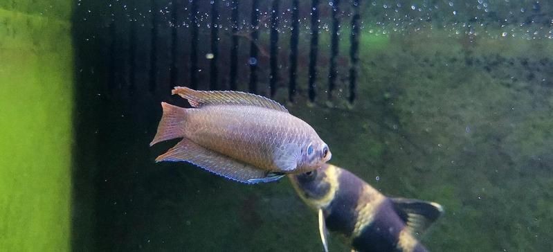 河里撈的圓尾斗魚能活嗎，野生圓尾斗魚捕撈后能否成功