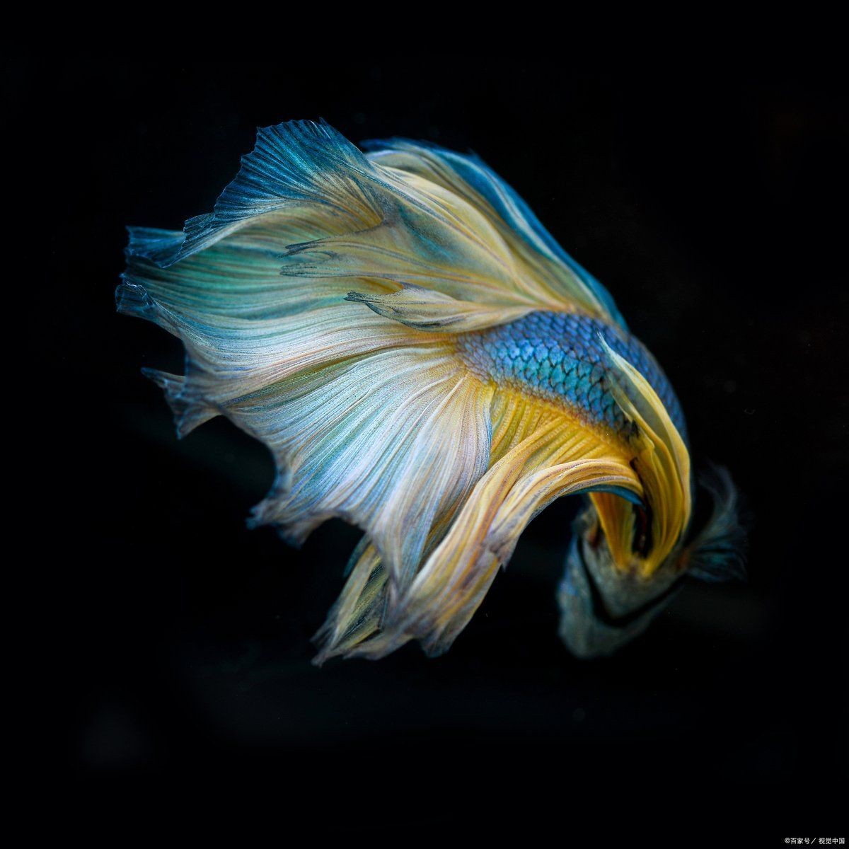 河里撈的圓尾斗魚能活嗎，野生圓尾斗魚捕撈后能否成功